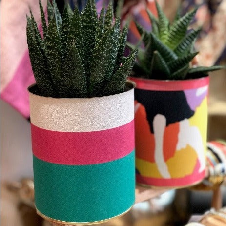 Pot Cactus