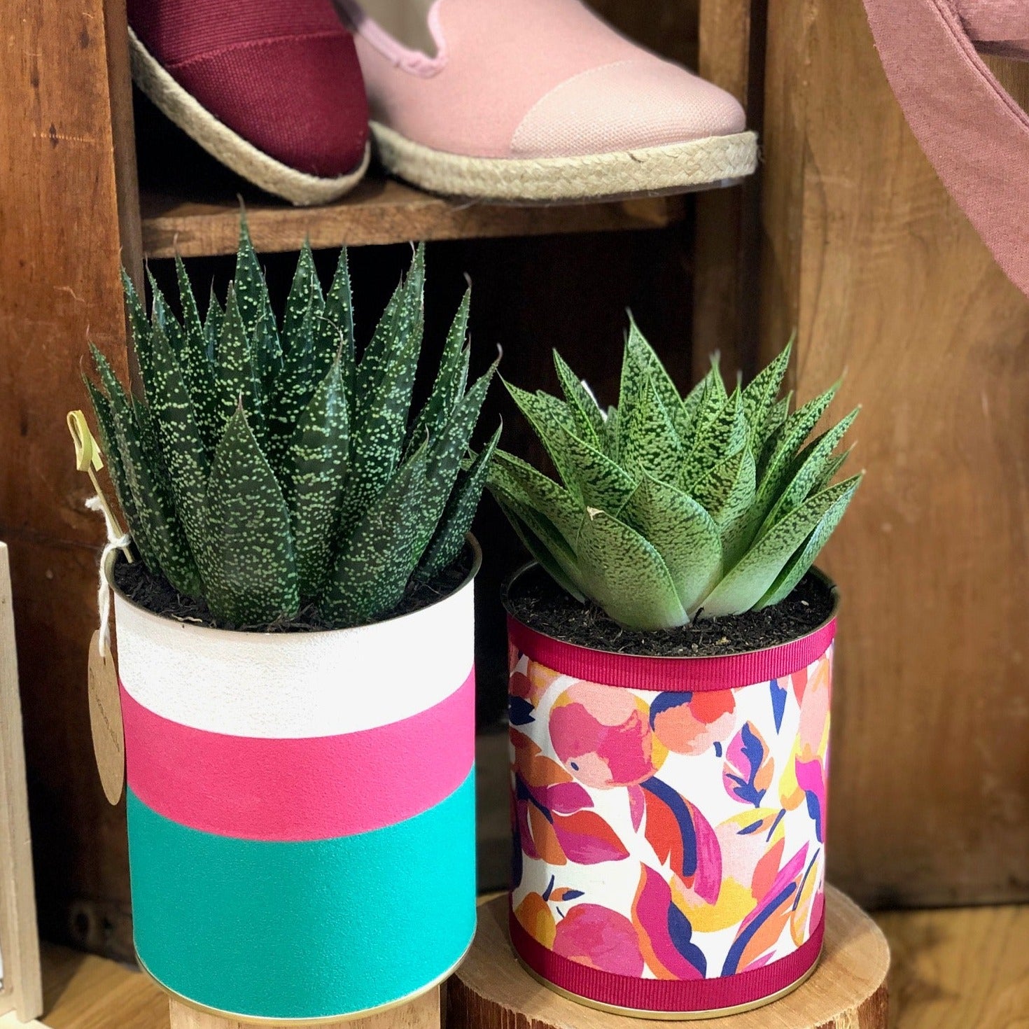 Pot Cactus